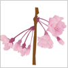 枝垂桜のイラスト　epsパス無料配布データ