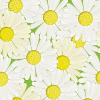 春にたくさんの花を咲かせるマーガレットのイラスト