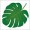 南国の植物モンステラ（Monstera）の葉
