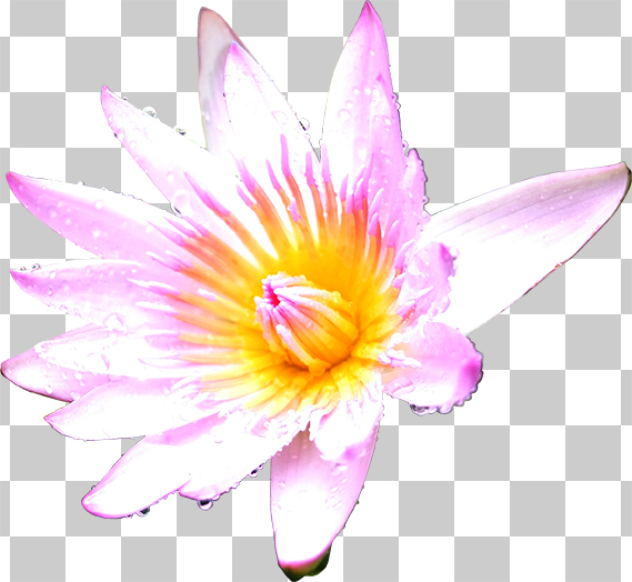 睡蓮の花の切り抜き画像