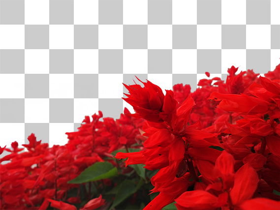 赤い花の切り抜きデータ