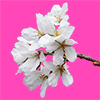 桜の花の切り抜き画像