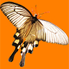 白いアゲハ蝶の切り抜き画像