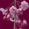 枝垂れ桜の花の切り抜き画像
