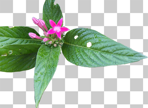 星形の小さなピンクの花と緑緑しい葉っぱの切り抜き画像