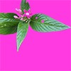 星形の小さなピンクの花と緑緑しい葉っぱの切り抜き画像