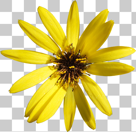 真上から見た黄色い花の切り抜き画像