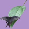 黒いアゲハ蝶の切り抜き画像