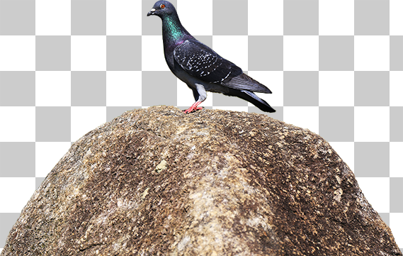 大きな石の上で遠くを見つめる鳩