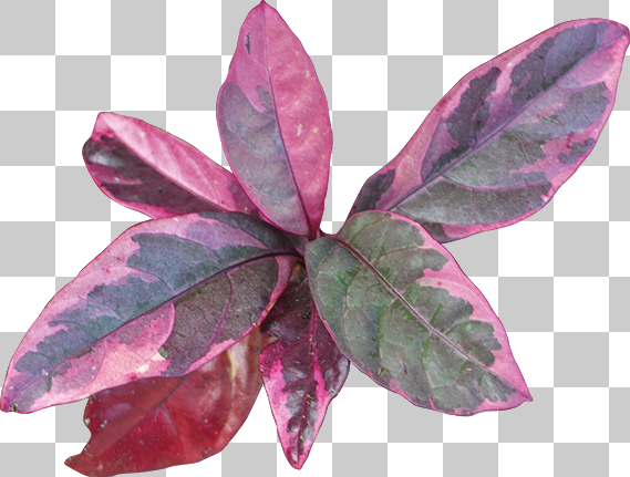 紫がかった葉の切り抜き透過画像
