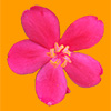 真上から見たピンク色の花の切り抜き透過画像