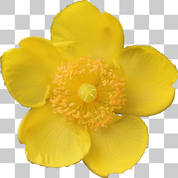黄色の花、キンシバイ（金糸梅）の切り抜き透過画像