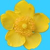 黄色の花、キンシバイ（金糸梅）の切り抜き透過画像