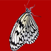 横から見た白いアゲハチョウの切り抜き画像
