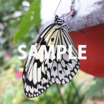 蝶の接写画像