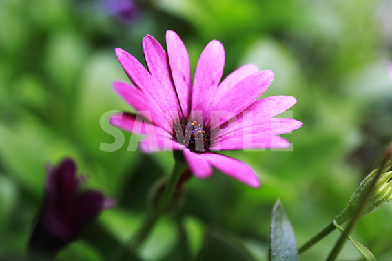 ピンクから紫にグラデーションがかる花