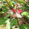 花の蜜を吸う白いアゲハ蝶