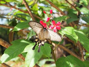 花の蜜を吸う白いアゲハ蝶