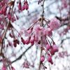 新宿御苑で撮影した枝垂桜