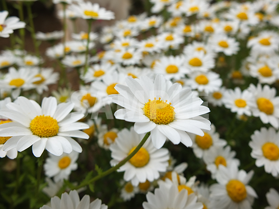 マーガレットの花畑 無料 商用可能 写真 テクスチャー フリー配布素材サイト