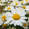 マーガレットの花をアップで