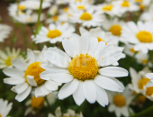 マーガレットの花をアップで