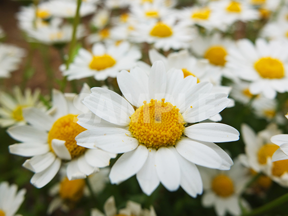 マーガレットの花をアップで