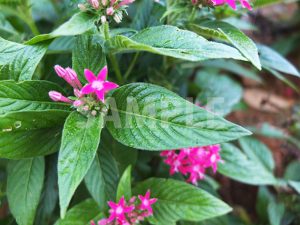 星形の小さなピンクの花