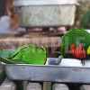 餌を食べるカラフルな鳥