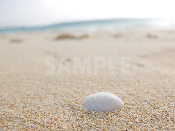 砂浜に落ちた小さな白い貝殻 | 【無料・商用可能】写真・テクスチャー 