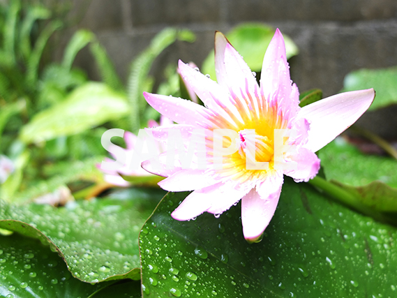 白みがかった紫の睡蓮の花