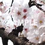 新宿御苑で撮った桜