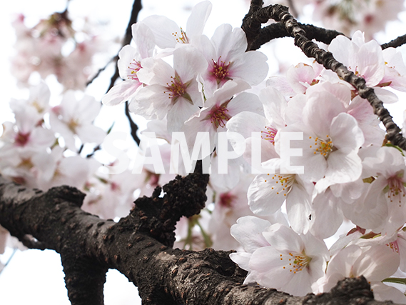 新宿御苑で撮った桜