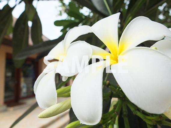 南国といえば、プルメリアの花