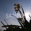 晴れた青空の下で風になびく水仙の花