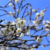 白加賀梅（しろかがうめ）の花