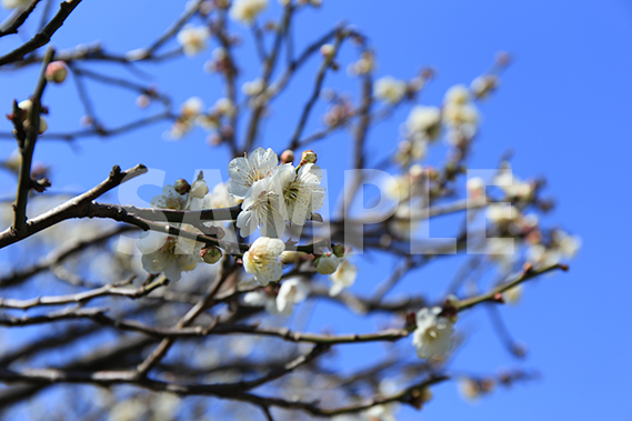 白加賀梅（しろかがうめ）の花