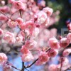 楠玉（くすだま）梅の花