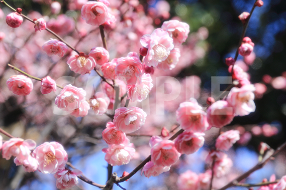 楠玉（くすだま）梅の花