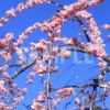 呉服枝垂（ごふくしだれ）梅の花
