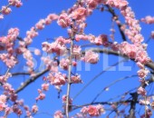 呉服枝垂（ごふくしだれ）梅の花