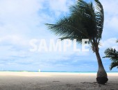 ヤシの木と砂浜の写真