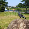 凛とした表情の鳩