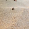 砂浜を歩くヤドカリとその足あとの写真
