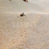 砂浜を歩くヤドカリとその足あとの写真