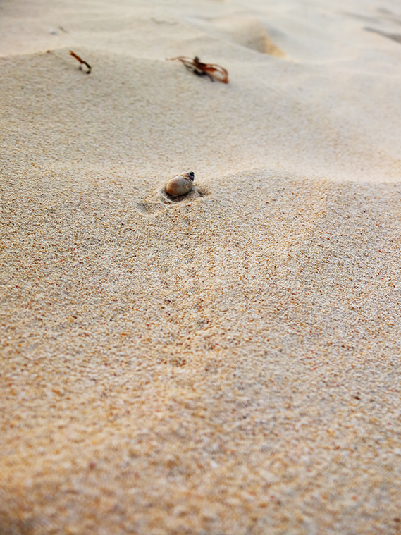砂浜を歩くヤドカリとその足あとの写真