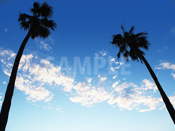 青い空にのびるヤシの木の写真、フリー素材