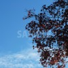 青空と色づいた紅葉のフリー写真