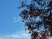 青空と色づいた紅葉のフリー写真素材