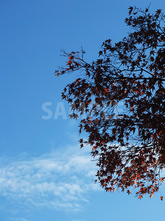 青空と色づいた紅葉のフリー写真素材